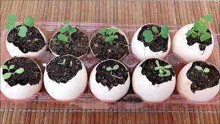 卵の殻・バナナの皮・珈琲カスで作るオーガニック肥料Organic Fertilizer using banana peels, eggshells and coffee grounds/Eggling