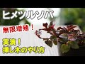 ヒメツルソバの育て方 グランドカバーで花も咲く！増えすぎて困るかも～！挿し木の実演