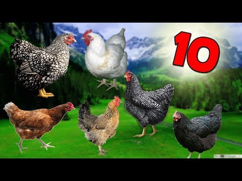 DÜNYANIN EN ÇOK YUMURTLAYAN 10 TAVUK TÜRÜ / CİNSİ / IRKI !