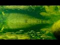 Underwater shooting of a mountain stream. Relaxing video with nature sounds for relaxation and sleep