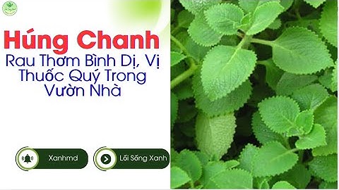 Cây Húng Chanh: Rau Thơm Bình Dị, Vị Thuốc Quý Trong Vườn Nhà