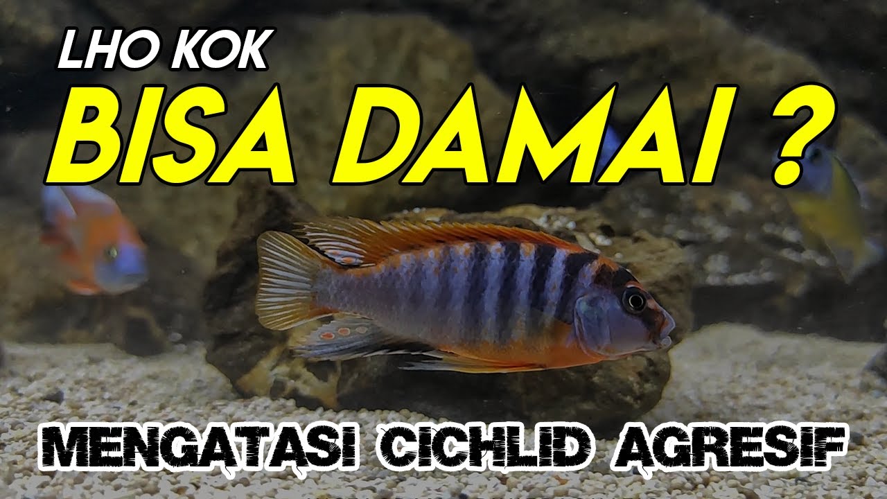 Tips Mengatasi Sifat Agresif Cichlid Di Akuarium Komunitas Tips Mengatasi Sifat Agresif Cichlid Di Akuarium Komunitas