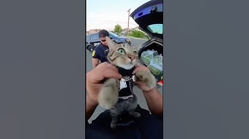 Cat arrested for smuggling cat nip.