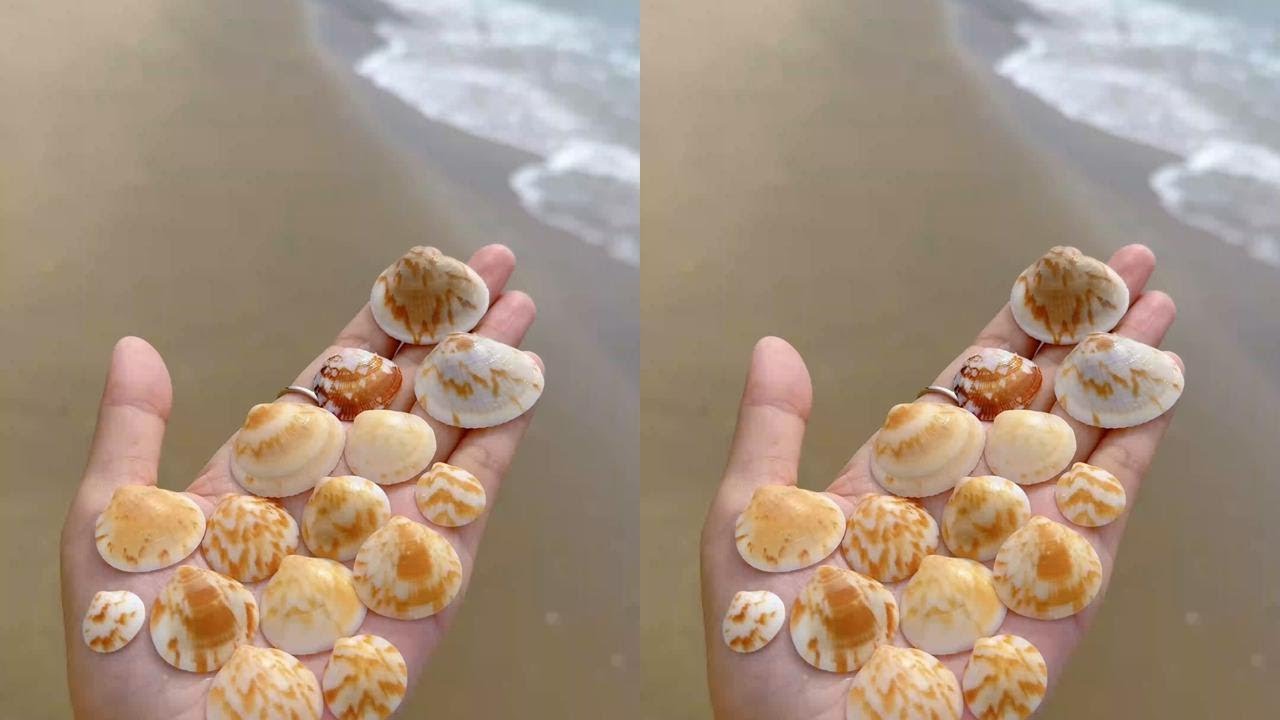 小白家　橘光橙花　贝壳光 紫霞湾贝壳种类随季节变化，双壳蛤较多，干湿分离最高潮位有贝壳带