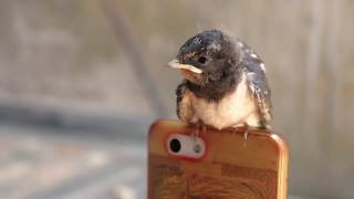 Mother Swallow feeding the infant Swallow.