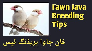 Celebrity Fawn Java Breeding Tips| Java Breeding| Crazy Birds| Best way to Breed Net Worth