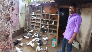 Pigeon in Khandwa || Bunty Bhai ke high fyler || high flying pigeon || P1