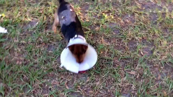 Cone head dog