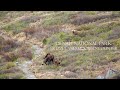 Grizzly stalking moose calves, Denali National Park, Alaska
