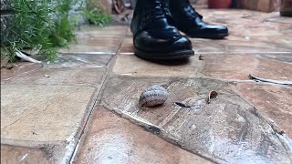 Heavy Boots Crushing Snail Asmr