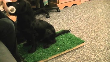 Gundog Force Free Fetch - Retrieve Delivery - Clicker Training Adding Duration to the Hold