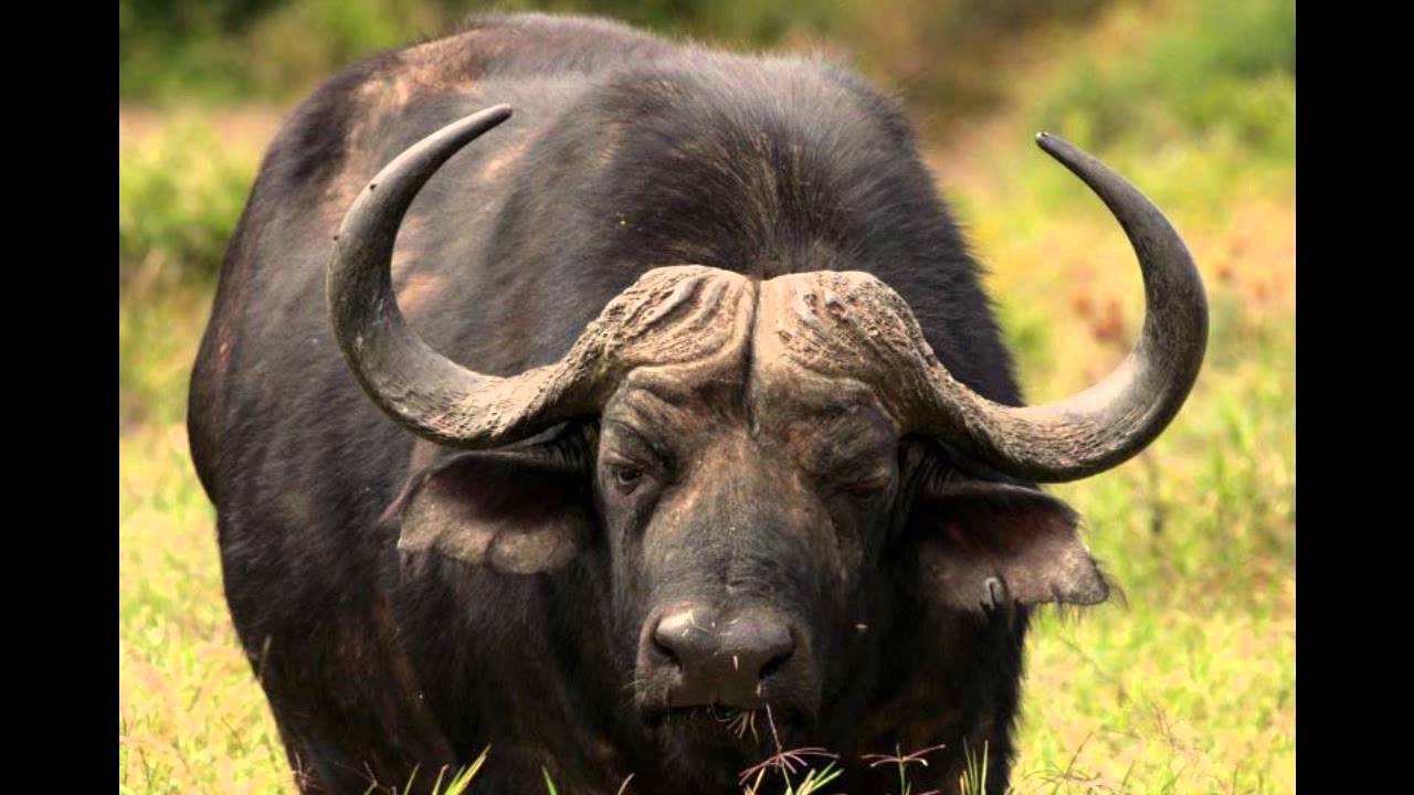 Amazing African Animals YouTube