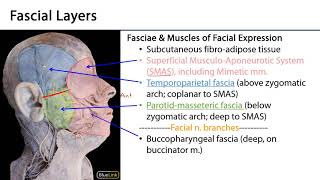 Face LO - Facial Fasciae