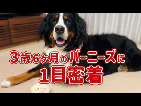 3歳6ヶ月のバーニーズマウンテンドッグに密着しました🐾