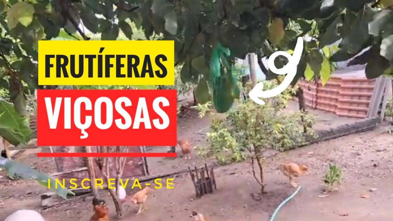 Frutíferas Viçosas e Animais Felizes 🍎🌳🐔🐶 | Vida Simples e Produtiva no Sítio. 