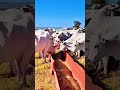 Why American Farmers Cut Corn Before It Ripens 😳 #shorts #viral #farming #agriculture#viral