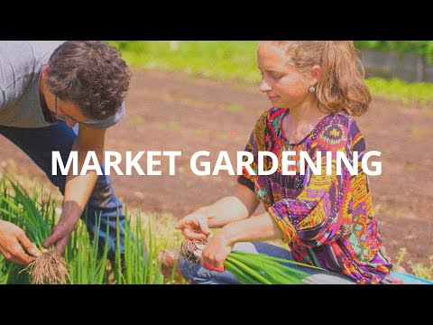 Market Gardening am Beispiel Weierhöfer Gartengemüse - Orfeas Fischer