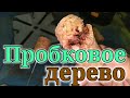 Пробковое дерево и самоделки из него. Пробка из под шампанского.