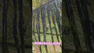 Rugose Spiraling Whitefly + Sooty mold infestation.. Coconut