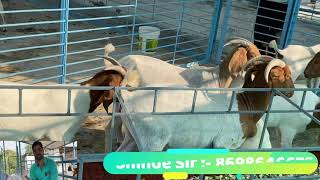 Shinde Sarkar Full Blood Boer Goat Farm Phaltan Satara