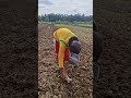 Skills for planting peanut seeds easily-Agriculture farming #shorts