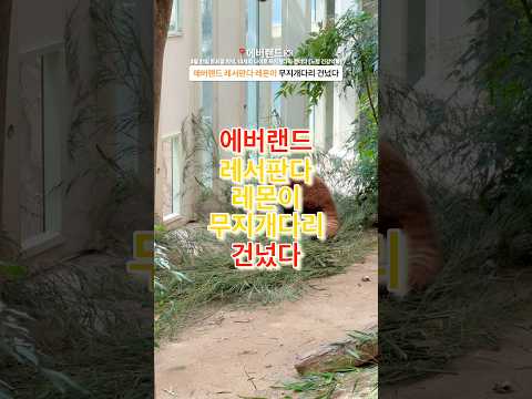 에버랜드 레사판다 레몬이 무지개다리 건넜다🔻본문 내용 참조🔻