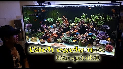 Quy trình cycle hồ san hô, cá biển hiệu quả nhất #34