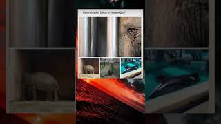 Hayvanat bahçeleri kapatılsın artık…!