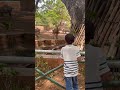 Speaking with tailed deer #zoo #deer #vadivelucomedy #animals