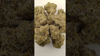 🔥Lilac Wine🔥 Cannabis strain review/W Dr. Greenbody