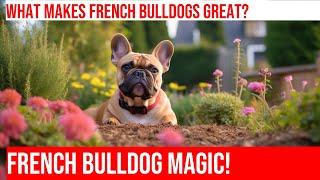 Why French Bulldogs Are the Perfect Family Pet!