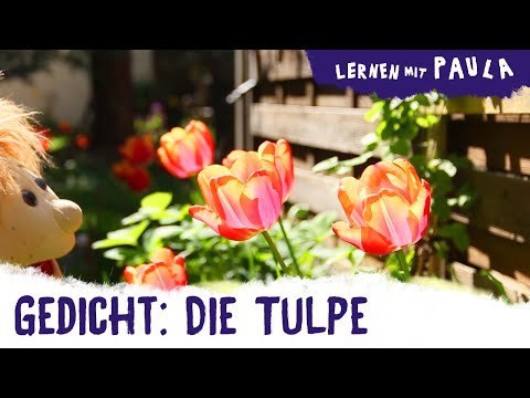 Video: Was ist die Lebensdauer einer Tulpe?