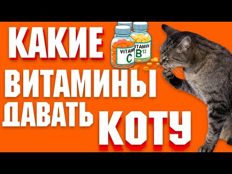 Видео: Дефицит диеты у кошек - тиамин и витамин А у кошек