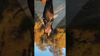 Прогулка на лошадях в Сочи