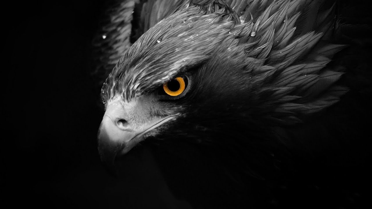 Andrea Signore - Birds Of Prey (Original Mix)