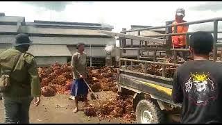 Pabrik Kelapa Sawit Pakai Eco Farming PT BEST Sinergi Eco Racing