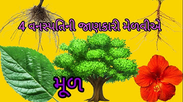 4 વનસ્પતિની જાણકારી મેળવીએ/ Std 6 Sem 1 Unit 7 / Vanspatini Janakari Melaviye / વિજ્ઞાન/મૂળ