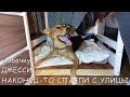 Спасение бездомной собаки Джесси / Нужна помощь / Октябрь 2022