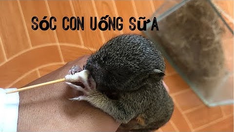 Nuôi sóc con|| cách chăm Sóc con|cho sóc con uống sữa ||Bình An vlog