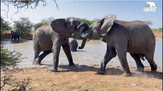 Young Elephant Bulls, Mambo & Zindoga Go Trunk to Trunk at the Waterhole!