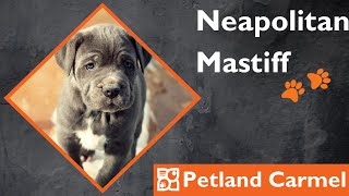 Tail Wagging Wonders: Neapolitan Mastiff Breed