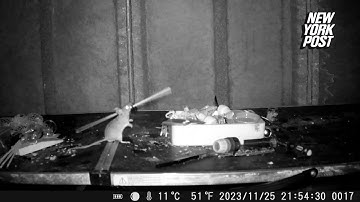 Someone has been cleaning my shed every night — it’s a tidy mouse