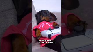 Cleitinho fubá e sua turma #cat #dog #pet #memesbrasil #dublagem #animal #cachorro #dublagemdeboche