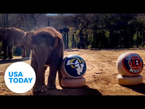 Super Bowl LVI: Bengals or Rams? Zoo animals make their predictions | USA TODAY