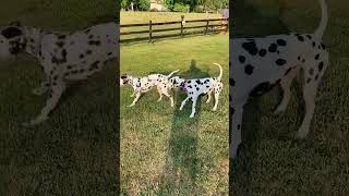 Love your mother! #nature #motherearth #outside #dog #dalmatian #shorts #fun #mondaymotivation