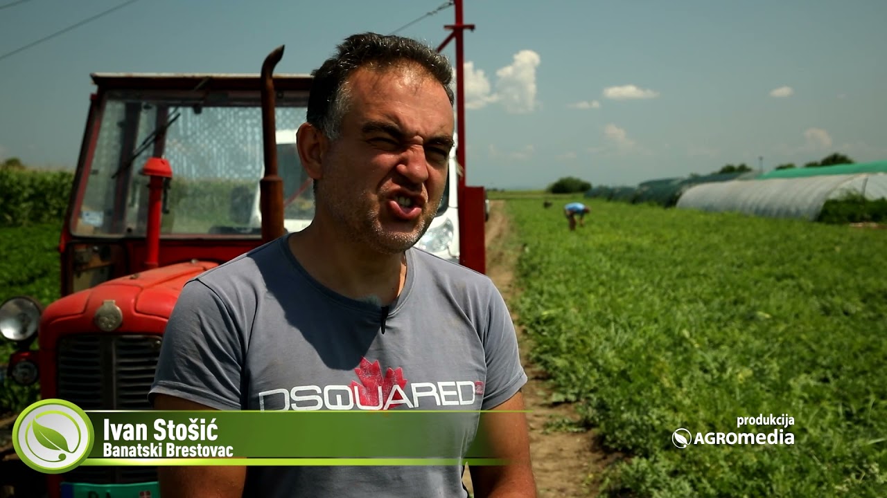 Samo za Profesionalce: Visokorodni Hibridi Dinje i Lubenice