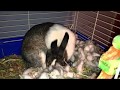 How To Care For Newborn Rabbits (part 1)