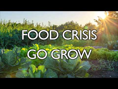 Survival Gardening Strategies for Food Security