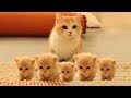 Cute is Not Enough - Funny Cats and Dogs Compilation #118