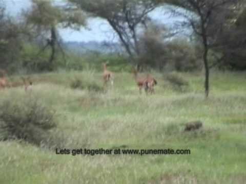 Mayureshwar Wildlife Sanctuary video